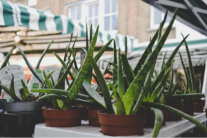 aloe vera